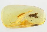 Detailed Fossil Caddisfly (Trichoptera) In Baltic Amber #307375-1